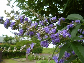 旬の花便り 17年度 季節の見どころ 河川環境楽園 木曽川水園 自然発見館 国営木曽三川公園