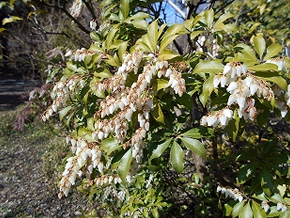 ６～８ミリのつぼ型の花が多数に垂れ下がった状態で咲く。