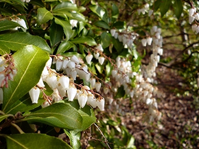 白花が基本種。スズランのようで可憐だが、葉、花、茎に毒がある。