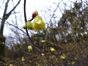 淡い黄色の花が下向きに咲くヒュウガミズキ