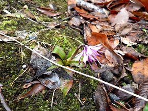 茎の先端に淡い紅色、紅紫、紫色、変種で白色などの花を咲かせるショウジョウバカマ