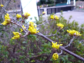 線香花火のような花が上向きに咲くサンシュユ