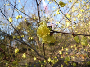 淡く黄色の花を下向きに咲せます。