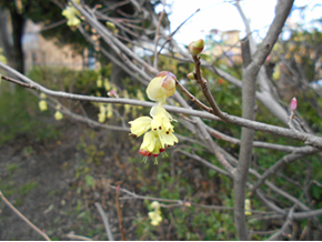トサミズキ。黄色い花弁と赤い雌しべの コントラストが美しい。ヒュウガミズキより大型