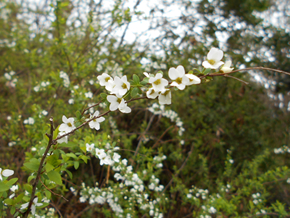 ユキヤナギ。枝いっぱいに小さな可愛らしい花をつけます。