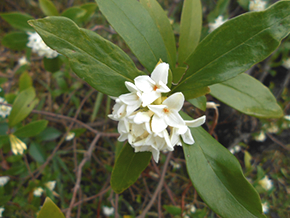 ジンチョウゲ。強い芳香のある花を枝先に塊状につけます。(下流域に1本のみ)