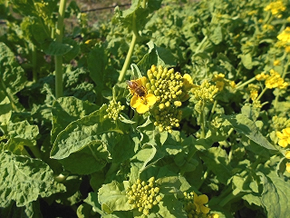 ミツバチが蜜を集めにやってきています