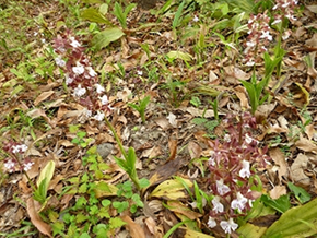 花の色が株により微妙に違う