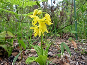 エビネよりにひと回り大きく、黄色の花をつけるキエビネ