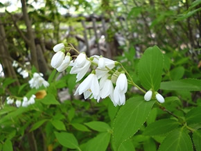 旬の花便り 18年度 季節の見どころ 河川環境楽園 木曽川水園 自然発見館 国営木曽三川公園