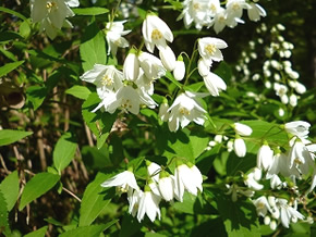 伸びた茎の先に白い花を穂状に咲かせる