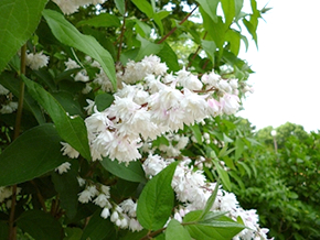 下向きにまとまって咲く花が可愛いサラサウツギ