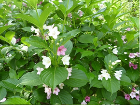 花色の変化が美しいハコネウツギ