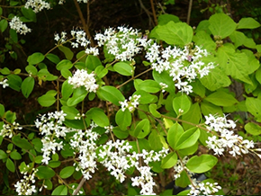 芳香のある白い花を多数つけるイボタノキ