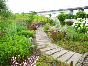 順次開花が進み、まもなく色鮮やかになる