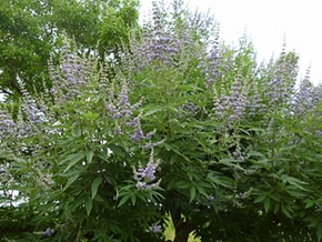 薄青紫の花が涼しげで美しい。