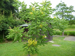 枝先に独特の香りがあるたくさんの黄色い花を 咲かせる。 