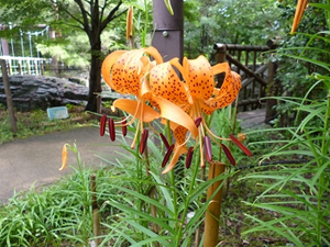 オレンジ色の花を下向きに2～10輪くらいつける。