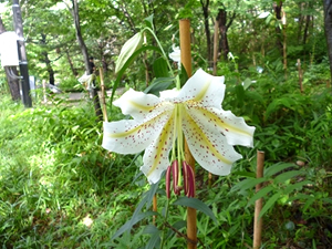 花は直径15～20㎝もある大輪で花びらの内側に黄色い筋と赤い斑点がある。