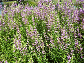 一つの花は1㎝弱で穂状につき、水辺の周りにまとまって植栽されている。