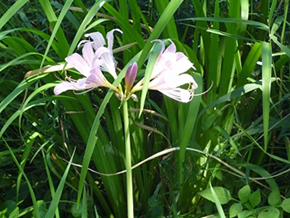 淡いピンク色の花が可愛い