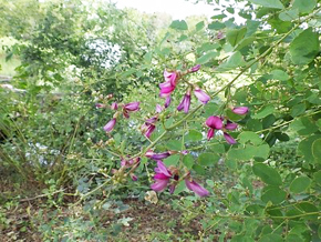 一つの花は1㎝弱で穂状につき、水辺の周りにまとまって植栽されている。