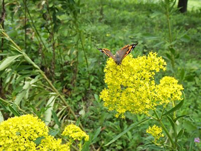 淡いピンク色の花が可愛い