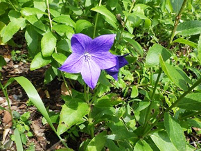 淡いピンク色の花が可愛い