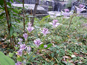 茎はまっすぐか斜めに伸び、上向きに花を咲かせる