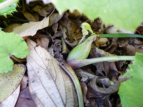 ソシンロウバイ まるで蝋細工のような透明感のある花をつける