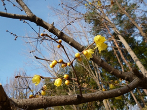ソシンロウバイ 黄色い芳香のある花を下向きまたは横向きにつける