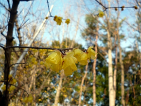 ソシンロウバイ まるで蝋細工のような透明感のある花をつける