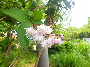 サラサウツギ