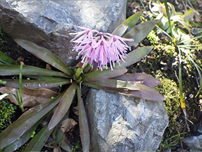 ショウジョウバカマ