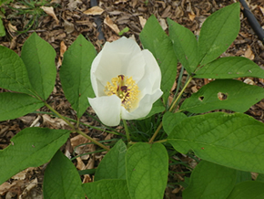 ヤマシャクヤク