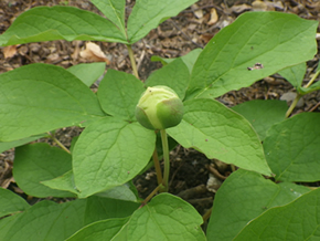 ヤマシャクヤク