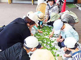 茶葉を摘んで烏龍茶づくり体験