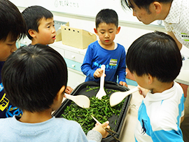 茶葉を摘んで烏龍茶づくり体験