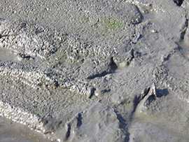 木曽川水園の水抜き清掃