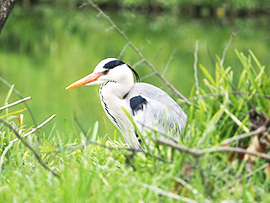 はじめてのバードウォッチング～野鳥のさえずりを聴いてみよう～