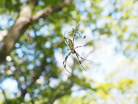 ジョロウグモの交接（交尾のこと）