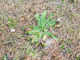 ロゼット(交尾のこと)