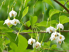 エゴノキの実