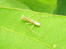 カマキリの幼虫