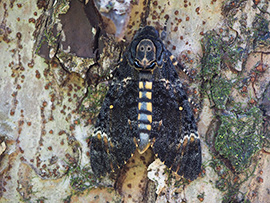 メンガタスズメ