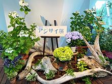 あじさい展