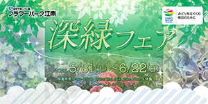 深緑フェア