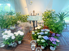 あじさい展