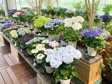 あじさい展