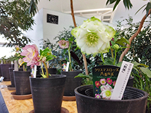 クリスマスローズ展